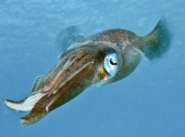 Caribische Pijlinktvis-2.jpg