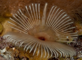 Feather Duster Worm.jpg