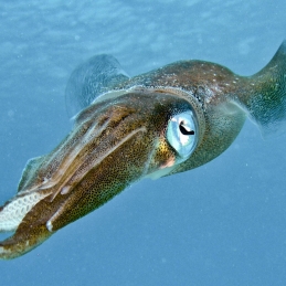 Caribische Pijlinktvis-2.jpg